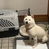 はな