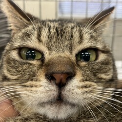 名古屋市緑区猫の譲渡会