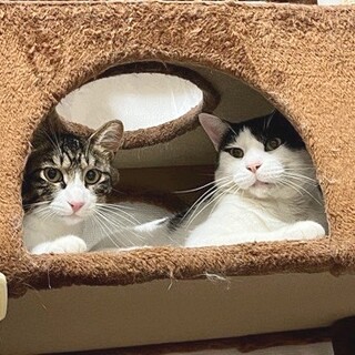 とっても仲良しで2匹一緒希望★