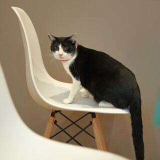 白黒美形の男の子しーちゃん♡