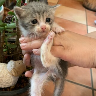 小さくてとってもキュートな『なつ』ちゃん