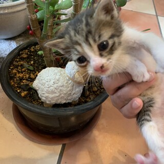 小さくてとってもキュートな『いろ』ちゃん