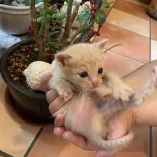 小さくてとってもキュートな『にま』ちゃん