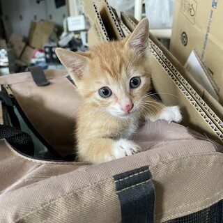 子猫の里親募集