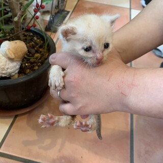 小さくてとってもキュートな『きゅう』ちゃん