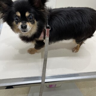 チワワの女の子