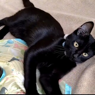 黒猫兄弟きり君