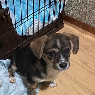 甘えん坊な短足の男の子