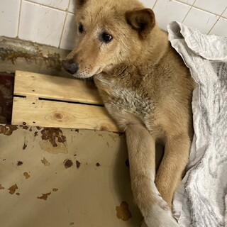 処分対象です。収容期限5/30迄