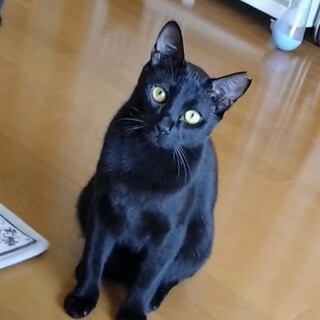 黒猫兄弟ひょう君