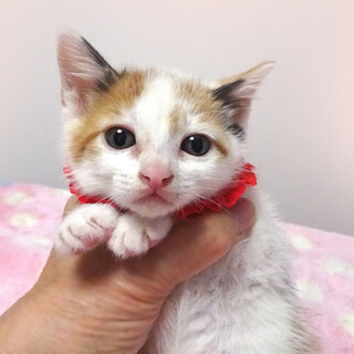 なれなれ♪三毛★みいちゃん　1ヵ月半