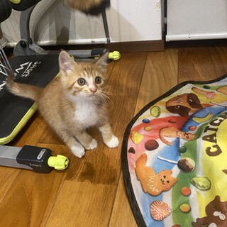 生後1〜2ヶ月の元気で人懐っこい子猫　飼い主募集