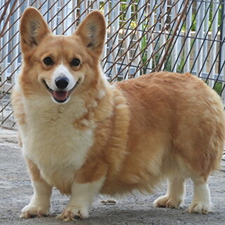 コーギー女の子