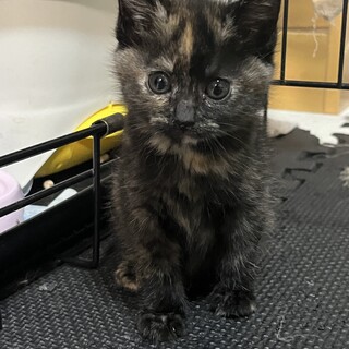 2人兄妹の仲良しサビ天使ちゃん♡男の子と女の子