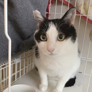 心優しい丸顔男子❤️ハチワレぽっぽ