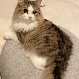 ミヌエット2歳女の子