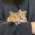 【ゴールデンハムスター】男の子