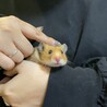 【ゴールデンハムスター】男の子 サムネイル2