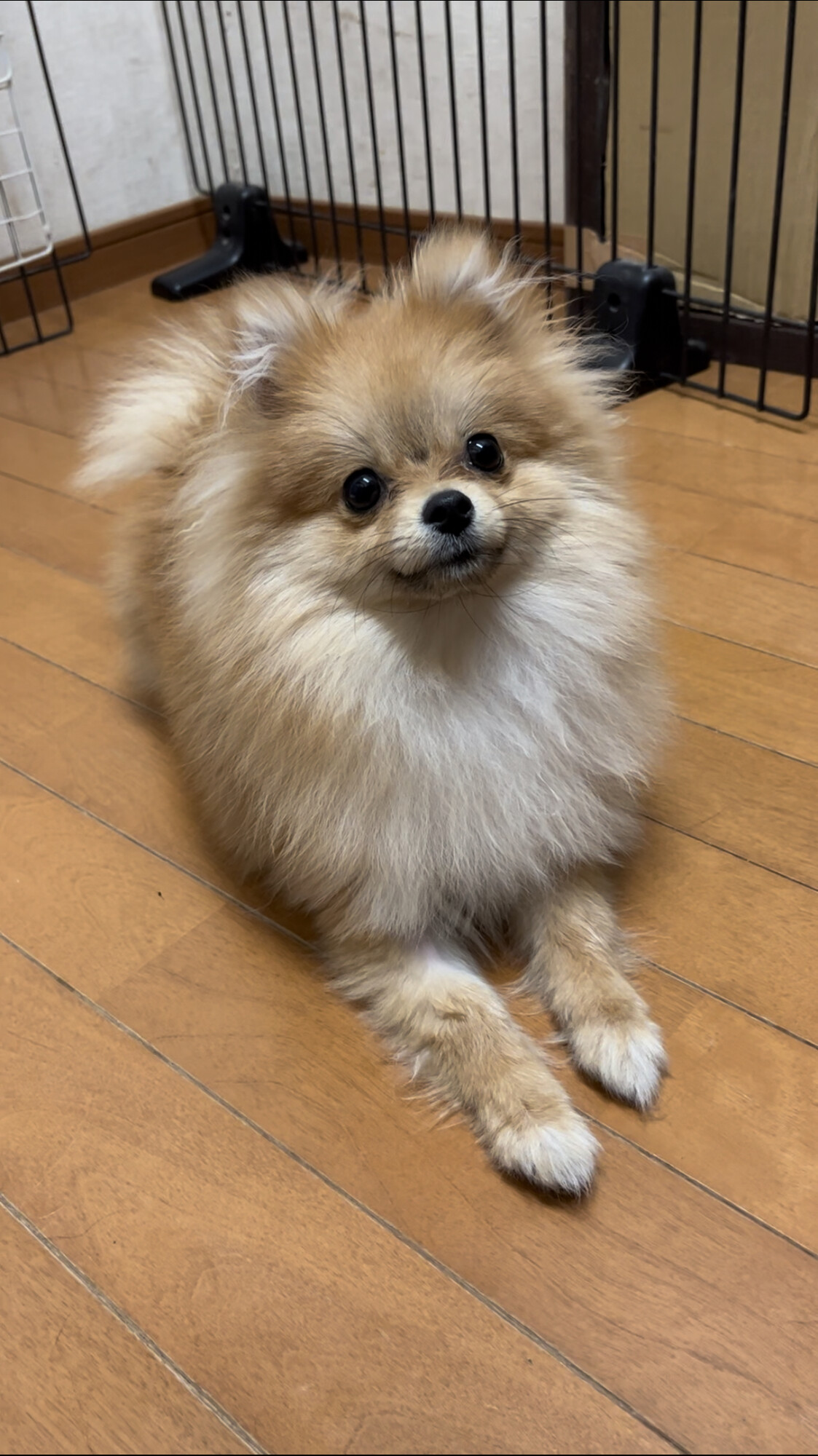 ポメラニアンの女の子」広島県 - 犬の里親募集(456128) :: ペットの