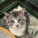 15日最終期限‼飼主持込♂4~5歳位・命繋げたい