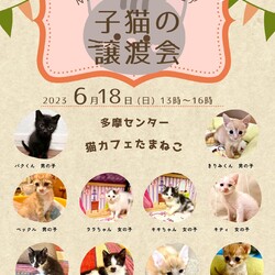 子猫の譲渡会