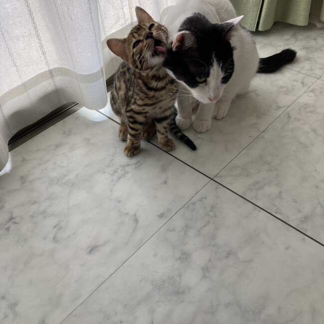 ケンシロウとカイのカバー写真