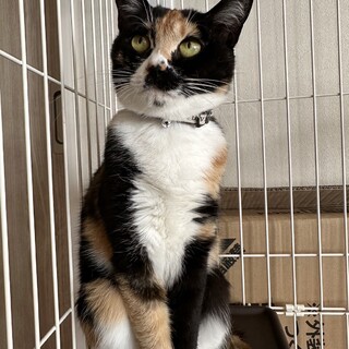 保健所直前！早急に里親募集