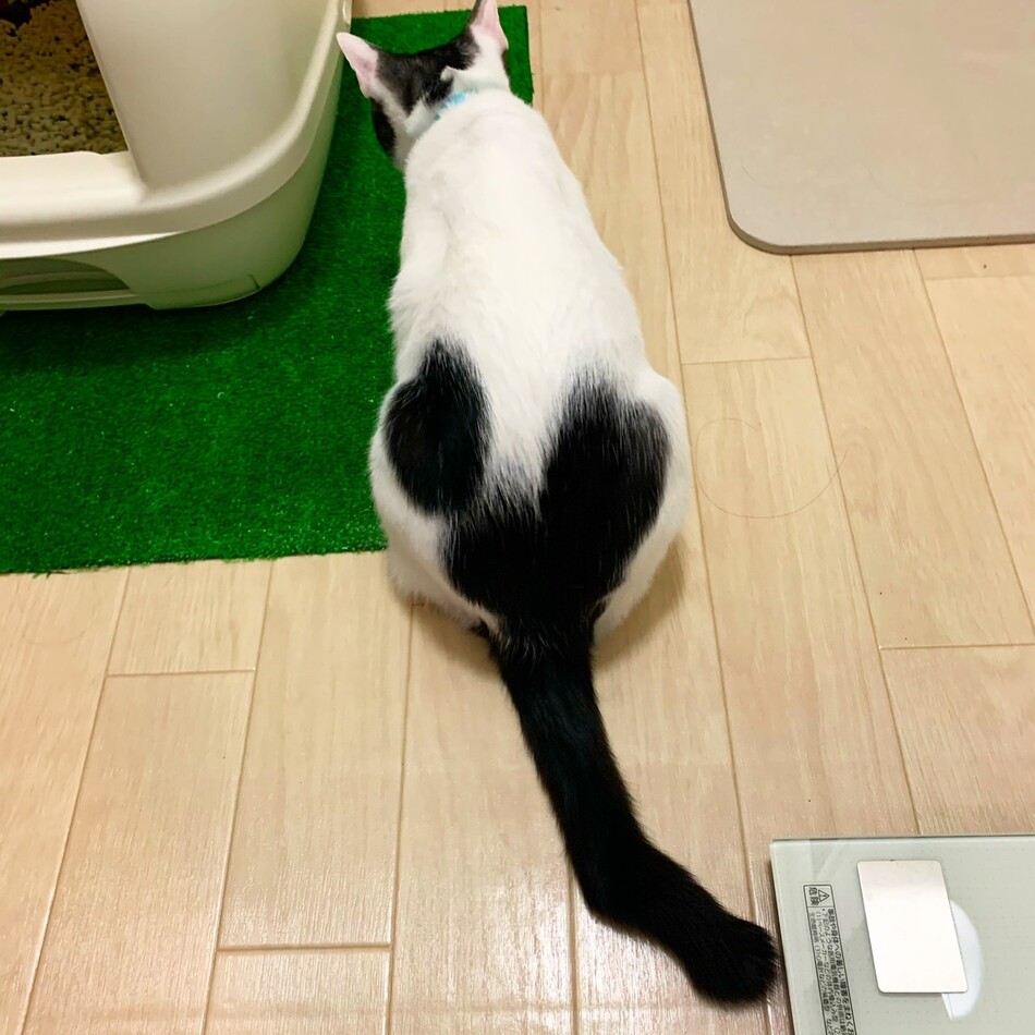 ケンシロウのカバー写真