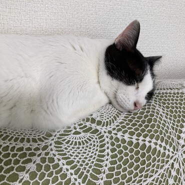 の写真
