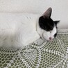 の写真