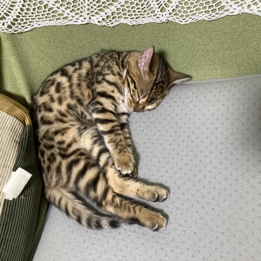 カイの写真