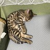 の写真