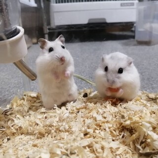 ジャンガリアンハムスター