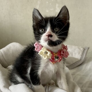 乳飲み子から育てました！性格抜群　カイくん