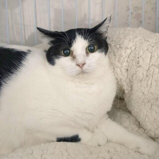 【5/28月島】先住猫お留守番OK♡ハチワレ女子