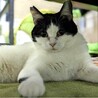 【5/28月島】先住猫お留守番OK♡ハチワレ女子 サムネイル3
