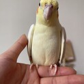 オカメインコ女の子