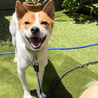 【募集】ルー♂の幸せを探しています！