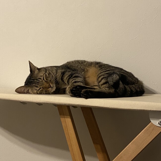 corochannのカバー写真