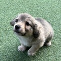 お問い合わせが多数の為一旦停止します