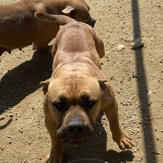 元気な可愛い女の子だんごちゃん