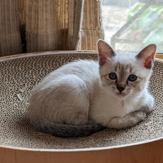 募集一時停止☆ブルーアイ　シャムMIX☆