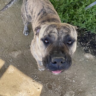 遊んで遊んで〜元気なてんちゃん