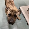 遊んで遊んで〜元気なてんちゃん サムネイル4