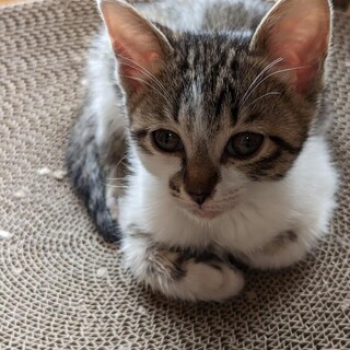 ☆丸顔　人気のキジ白　女の子　クロちゃん☆