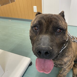 甘えたさんなぶぅ君