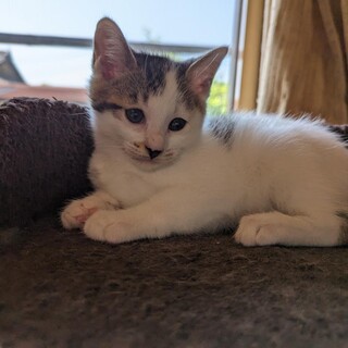 ☆可愛いキジ白　男の子　さんちゃん☆