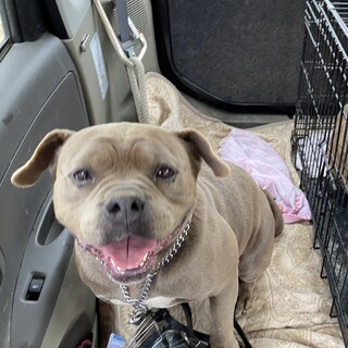 人が大好きな、可愛い小さいひよちゃん