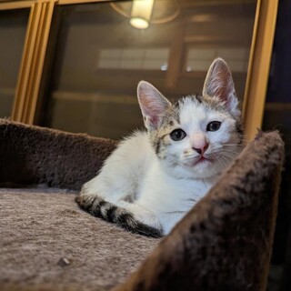 ☆人気の白多めキジ白　女の子　おいちちゃん☆