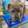 人が大好きな、可愛い小さいひよちゃん サムネイル3